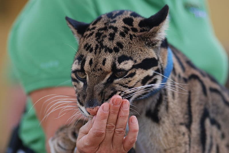 Exemple de lettre de motivation Zootechnicien / Zootechnicienne