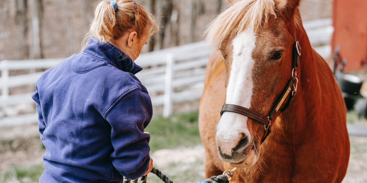 Comment Devenir Soigneur / Soigneuse de chevaux