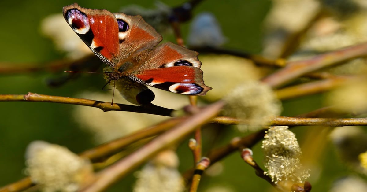 Combien de temps vivent les papillons ? Durée de vie du papillon monarque